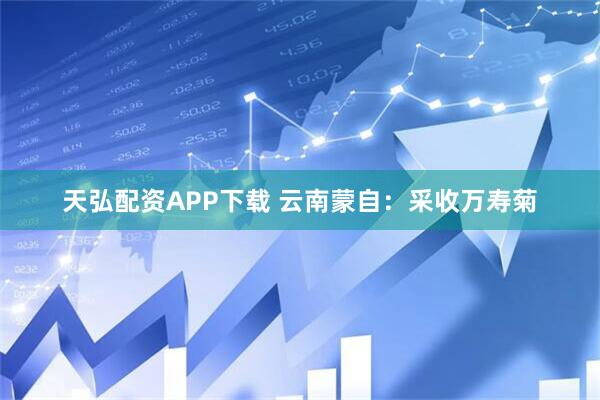 天弘配资APP下载 云南蒙自：采收万寿菊